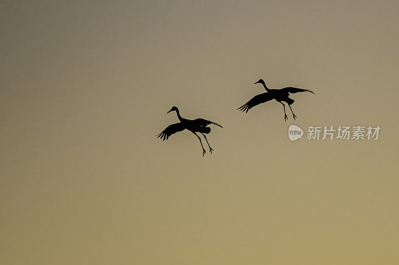 沙丘鹤(Antigone canadensis)是北美大型鹤的一种。Woodbridge生态保护区(又名Isenberg鹤保护区)。准备晚上降落。